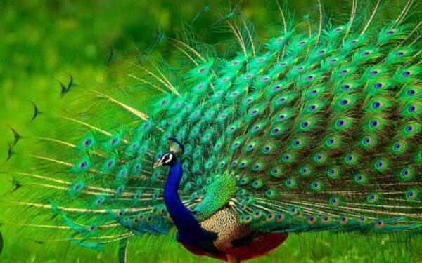 I am the scripter of stories no one trained me to write. I draft my becoming in the silence between expectations. Every morning, I open a blank page inside my own chest. No syllabus taught me how to author uncertainty. No manager approved this narrative of self-definition. Still, I write—line by trembling line. I am new to myself in every difficult decision. New in the way I say no without guilt. New in the way I say yes without permission. The old versions of me keep asking for relevance. But evolution has no loyalty program. It replaces what once kept me safe. I am enough, even when I am unfinished. Especially when I am unfinished. Perfection was a costume stitched by fear. Competence is grown in public mistakes. I used to wait for applause to begin. Now, I begin—and let the silence judge me later. My doubts are loud but not authoritative. My past is heavy but not immovable. The script I inherited was written in survival ink. The script I write now is drafted in intention. I am not here to repeat inherited dialogues. I am here to interrupt them. Comfort edits out the truth I need. So I keep the uncomfortable paragraphs. Growth is an ugly first draft. Identity is rewritten through risk. No one crowns the self-authored quietly. But I am not waiting for coronation. I am writing in the margins of rejection. I am revising through awkward attempts. Each boundary I draw is a sentence completed. Each failure I survive is a chapter closed. Each act of courage is a new genre. I am the scripter when fear goes offline. I am new when I forgive my timing. I am enough when I stop negotiating worth. The story is mine—even when it stutters. And I am finally fluent in beginning.