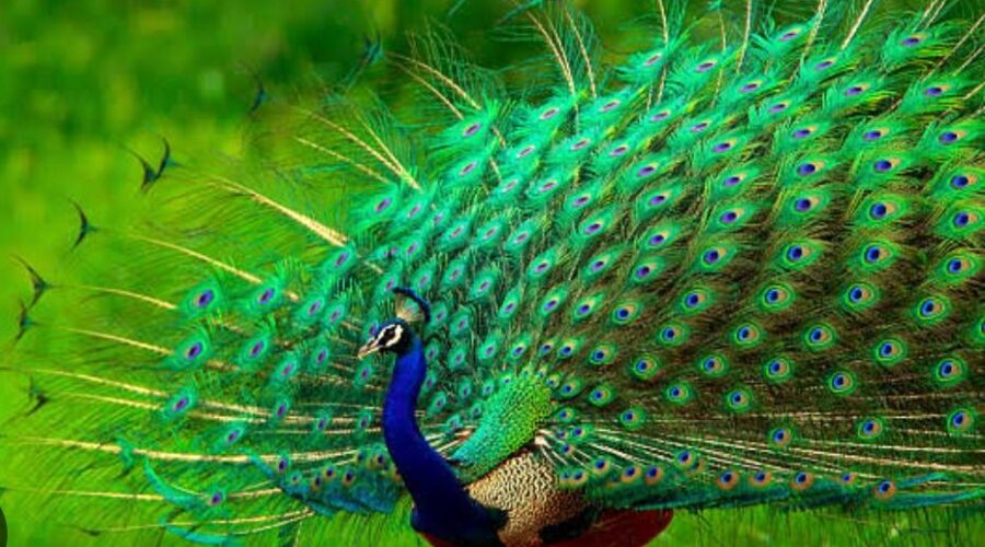 I am the scripter of stories no one trained me to write. I draft my becoming in the silence between expectations. Every morning, I open a blank page inside my own chest. No syllabus taught me how to author uncertainty. No manager approved this narrative of self-definition. Still, I write—line by trembling line. I am new to myself in every difficult decision. New in the way I say no without guilt. New in the way I say yes without permission. The old versions of me keep asking for relevance. But evolution has no loyalty program. It replaces what once kept me safe. I am enough, even when I am unfinished. Especially when I am unfinished. Perfection was a costume stitched by fear. Competence is grown in public mistakes. I used to wait for applause to begin. Now, I begin—and let the silence judge me later. My doubts are loud but not authoritative. My past is heavy but not immovable. The script I inherited was written in survival ink. The script I write now is drafted in intention. I am not here to repeat inherited dialogues. I am here to interrupt them. Comfort edits out the truth I need. So I keep the uncomfortable paragraphs. Growth is an ugly first draft. Identity is rewritten through risk. No one crowns the self-authored quietly. But I am not waiting for coronation. I am writing in the margins of rejection. I am revising through awkward attempts. Each boundary I draw is a sentence completed. Each failure I survive is a chapter closed. Each act of courage is a new genre. I am the scripter when fear goes offline. I am new when I forgive my timing. I am enough when I stop negotiating worth. The story is mine—even when it stutters. And I am finally fluent in beginning.